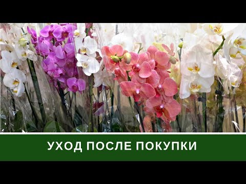 Видео: Уход За Орхидеей После Покупки 🌸 Орхидея Фаленопсис