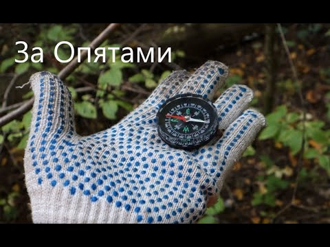 Видео: Собираю грибы. Опята. с Компасом. Мусор в лесу.