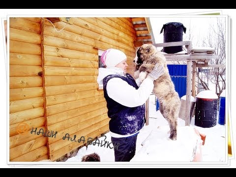 Видео: Как кормить собак-4/Bir köpek nasıl beslenir/How to feed a dog