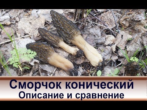 Видео: Сморчок конический. Описание и сравнение.