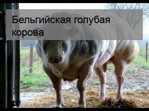 Видео: Бельгийская голубая корова