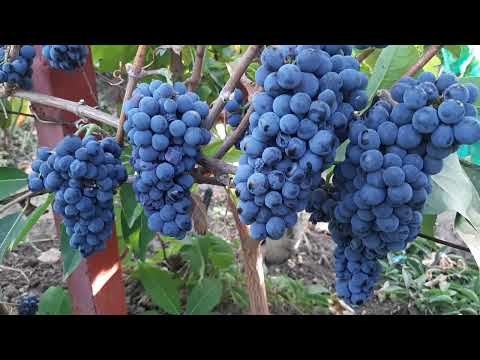 Видео: Пино нуар - технический сорт винограда Франции