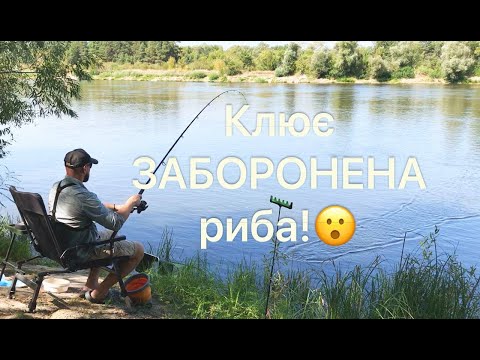 Видео: ЧЕРВОНОКНИЖНА риба на фідер?? Клює тілки заборонена риба😮