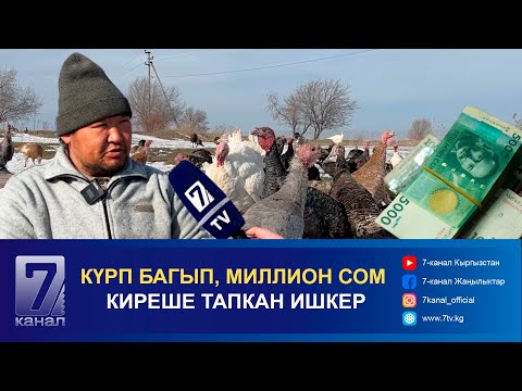 Видео: ҮНДҮК БАГЫП, МИЛЛИОН СОМ КИРЕШЕ ТАПКАН ИШКЕР
