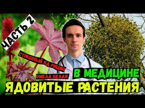 Видео: ЯДОВИТЫЕ РАСТЕНИЯ. Клещевина (рицин). Мыльнянка (сапонин). Омела белая в онкологии. Часть 2