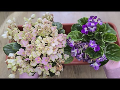 Видео: ЛЕТОМ СДЕЛАЙ ТАК с ФИАЛКОЙ и будет цвести круглый год, фитильный полив для фиалки