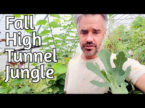 Видео: High Tunnel: Осеннее обновление — инжир, куркума, насекомые и многое другое!