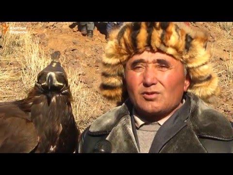 Видео: Қыран мен құсбегі