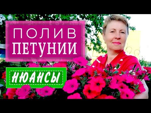 Видео: Полив ПЕТУНИИ. Нюансы