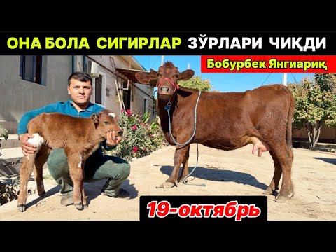 Видео: ОНА-БОЛА СУТДОР СИГИРЛАР ЗЎРЛАРИ ЧИҚДИ 19-октября 2025 г.