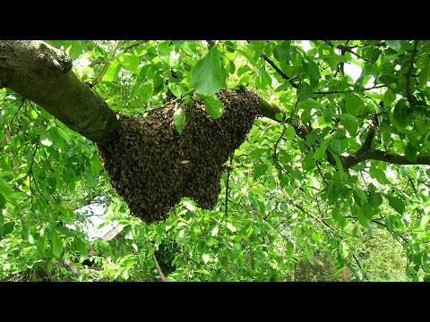 Видео: Роеловство!Приманки для Роёв, санрой апирой!Расстановка ловушек для поимки роев.