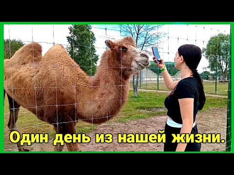 Видео: Дорога домой оказалась не хуже экопарка.