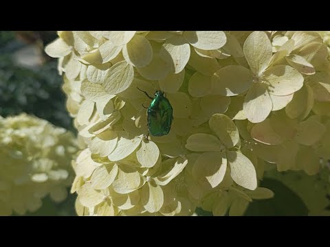 Видео: Пересадила черенки гортензии из череночника. Крохи БоБо🤗