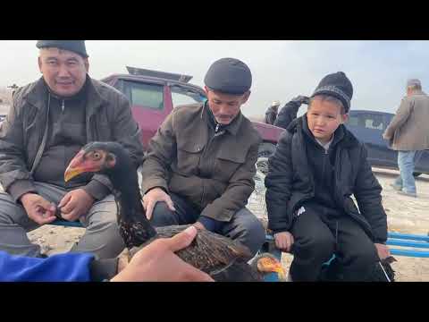 Видео: 16-НОЯБР/2025/ШЫМБАЙ ТАУЫК БАЗАРЫ/ТАУЫК БАЗАР 2025