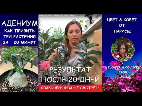 Видео: РЕЗУЛЬТАТ ПРИВИВКИ АДЕНИУМОВ