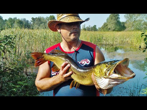 Видео: Риболов на Лин и Щука (Част-2) HD