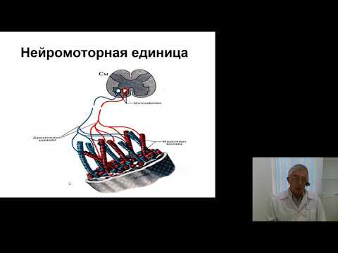 Видео: Нормальная физиология 5.Регуляция движений и тонуса скелетных мышц. Механизмы поддержания равновесия