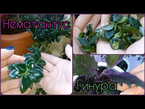 Видео: НЕМАТАНТУС/ГИПОЦИРТА/ЗОЛОТАЯ РЫБКА🌱Размножение🌸Черенкование🌱Укоренение🌸Посадка🌱Грунт🌸Полив🌱Гинура🌸