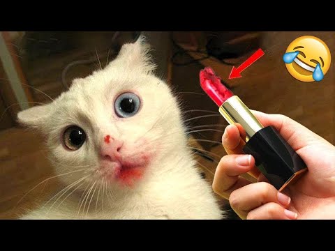 Видео: Смешные животные заставят вас смеяться до слез 😂