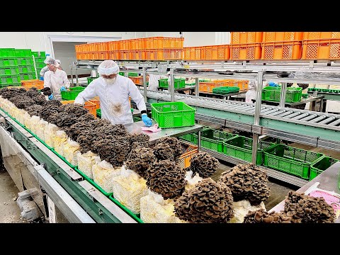 Видео: Внутри первой в Японии фабрики чёрных грибов майтаке