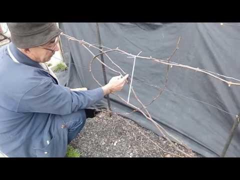 Видео: Первая выломка зеленых побегов на винограде для выращивания на вертикальной плоскости беседки