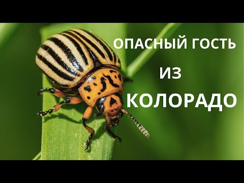 Видео: КОЛОРАДСКИЙ ЖУК - Интересные факты из жизни вечно голодного вредителя