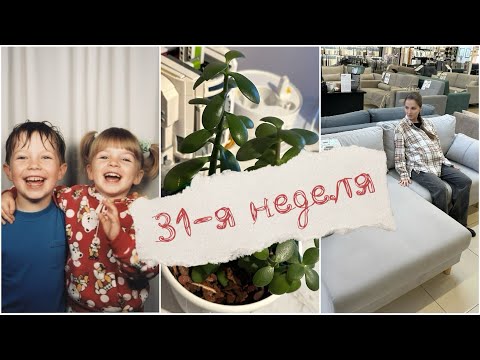 Видео: 31-я неделя, пытаюсь подружиться с денежным деревом, выбираем диван и продолжаем закупочки для дочи🌸