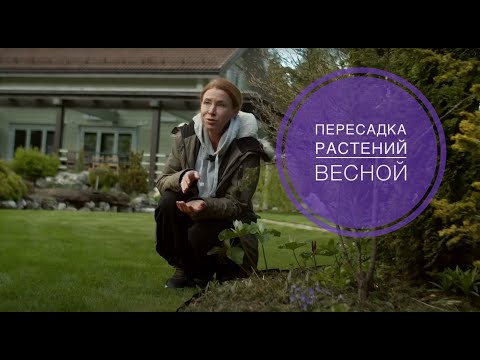 Видео: ПЕРЕСАДКА РАСТЕНИЙ ВЕСНОЙ: что Обязательно надо знать!