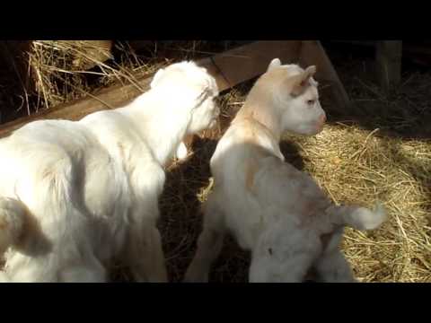 Видео: у нас пополнение родились козлятки