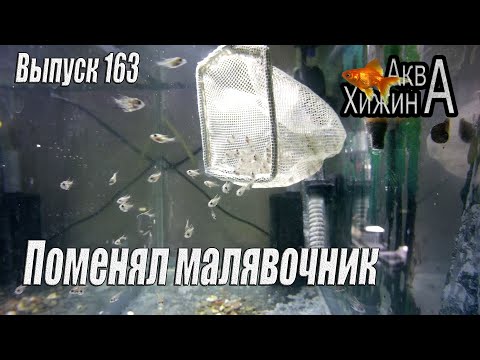 Видео: Запуск нового малявочника (Аква Хижина, выпуск 163)