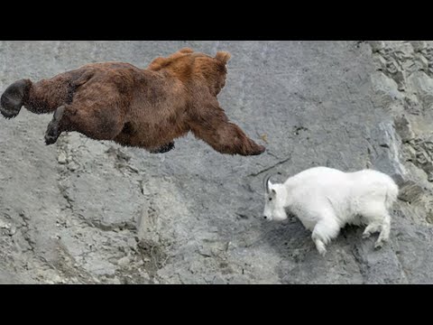 Видео: На что способен МЕДВЕДЬ в ГОРАХ? Самые отчаянные нападения БУРОГО ХИЩНИКА!