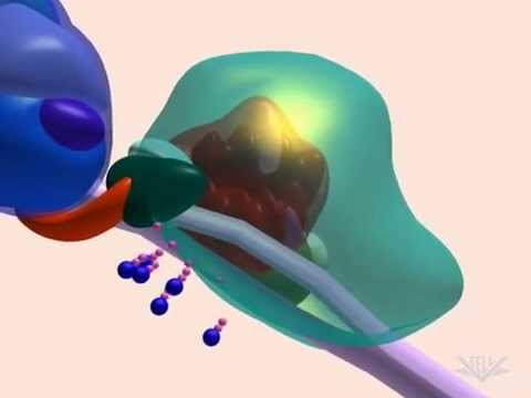 Видео: Транскрипция - синтез мРНК