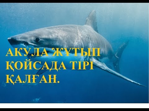 Видео: Ғайыптан тайып сұмдық өлімнен аман қалғандар. АКУЛА ЖҰТЫП ҚОЙСАДА ТІРІ ҚАЛҒАН.