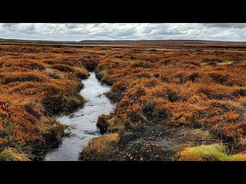 Видео: Тьма торфяного болота "Тени Древних Сказок"