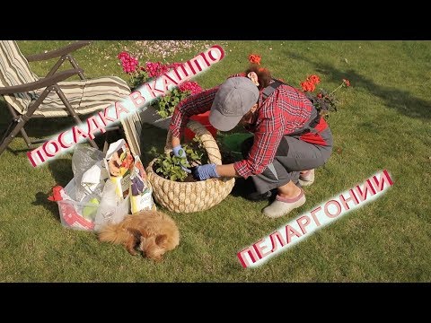 Видео: Посадка в кашпо I Пеларгонии I Сад Людмилы Кудасовой