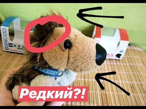 Видео: КАК РАСПОЗНАТЬ АМЕРИКАНСКОГО ДОГА?!