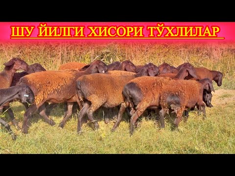Видео: БИЗ КЎП АЙТДИК СЕЗОНИДА, ИСБОТ МАНА МЕЗОНИДА. #сурхондарёхисорикуйлари 