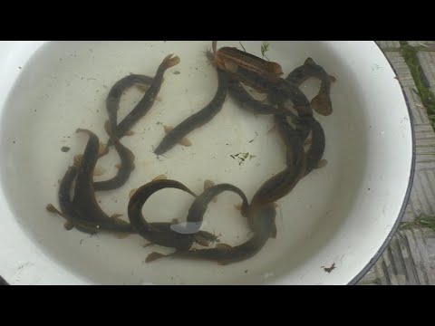 Видео: Вьюн и не только: наловил сачком рыбы и зарыбил пруд - 6 часть!