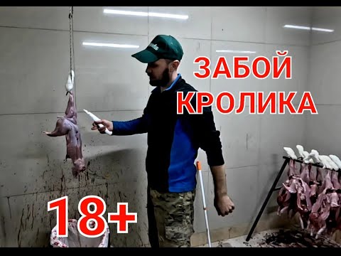 Видео: НОВОГОДНИЙ ЗАБОЙ КРОЛИКОВ