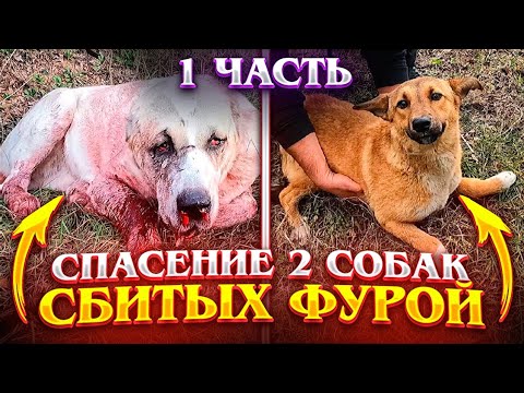 Видео: Сбили двух домашних собак, один совсем переломан,вот до чего доводит самовыгул .1 часть