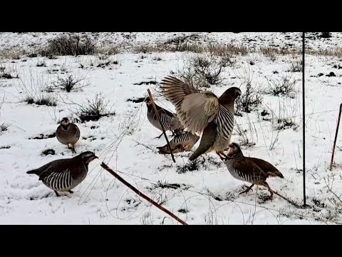 Видео: охота на кеклик  самарканд