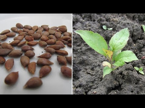 Видео: Выращивание сеянцев яблони - мой опыт. Результат 2018 года