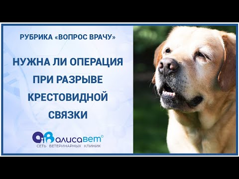 Видео: Разрыв крестовидной связки у собак в пожилом возрасте