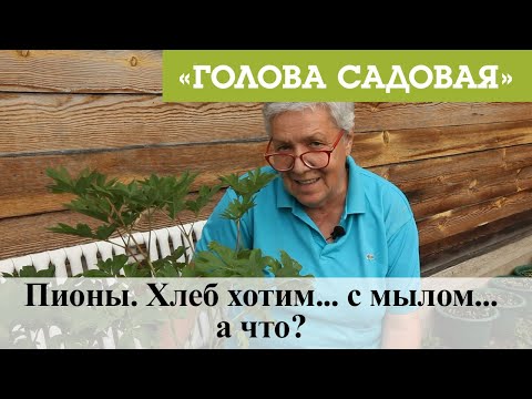 Видео: Голова садовая - Пионы. Хлеб хотим... с мылом...а что?