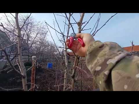 Видео: Как обрезка на клик загружает дерево плодами. Пример обрезки. Управление ростом с мегарезультатом.