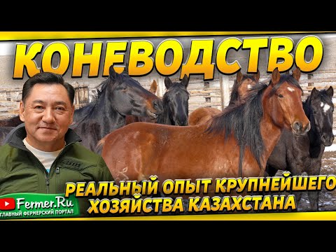 Видео: Как ведётся работа в хозяйстве над 10 000 поголовьем лошадей? Бауржан Оспанов.Коневодство Казахстана