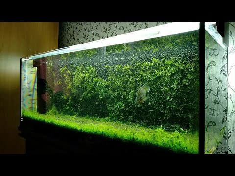 Видео: Задний фон аквариума из мха/Moss aquarium background