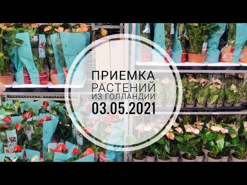 Видео: Цветы Вместе - Приемка растений из Голландии 03.05.2021 Антуриум, Замиокулькас, Спатифиллум, Калатея