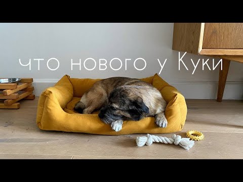 Видео: Куки-влог I прогулки, груминг, игрушки