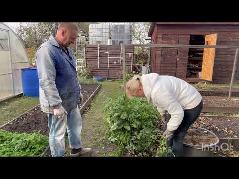 Видео: Дела на даче! Обрезаем розы!🌹